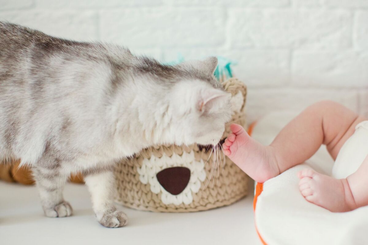 Cat smelling baby foot